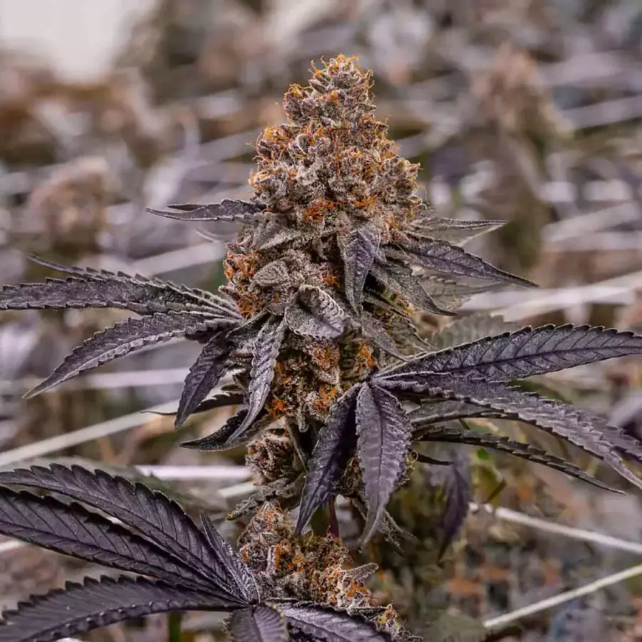 Stiiizy 2 66aa3ef05e263