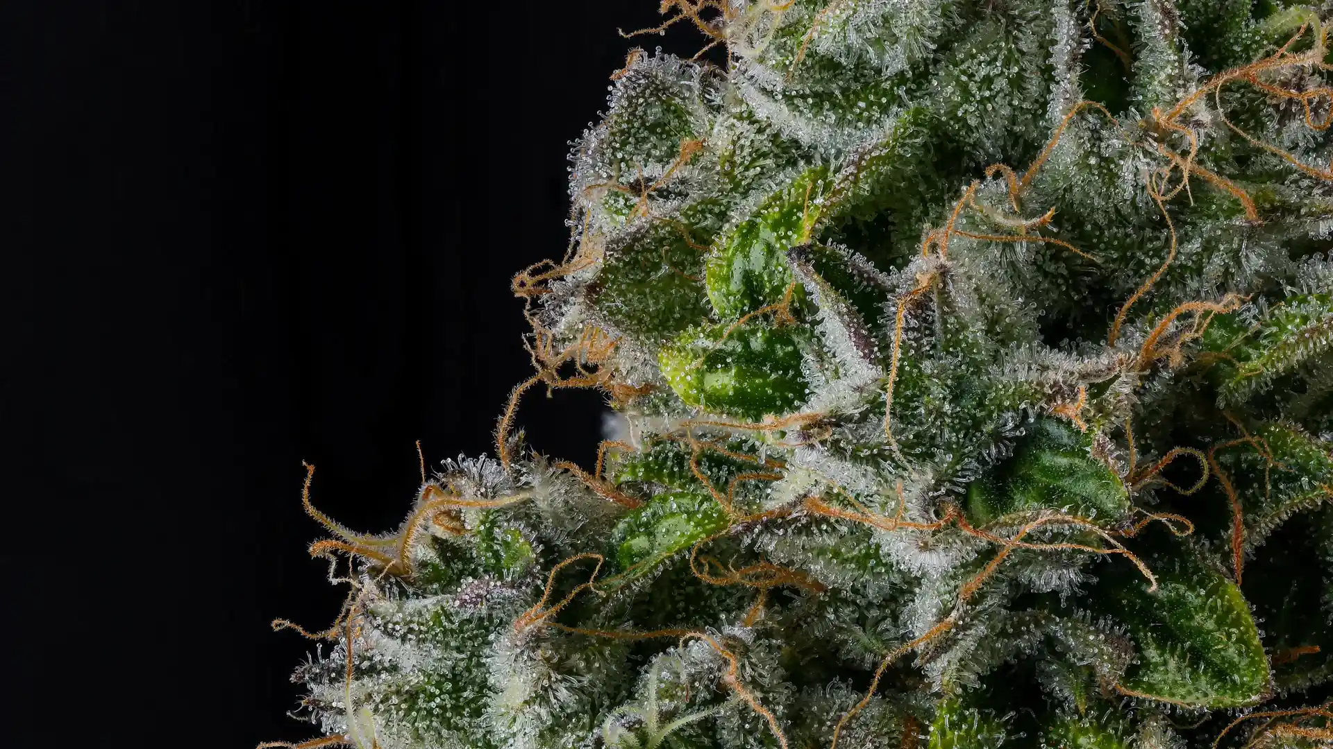 Cannabis green bud trichomes black bg banner