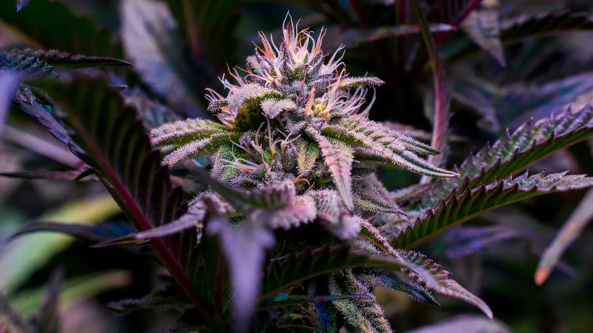 Cannabis purple bud dark leaves banner