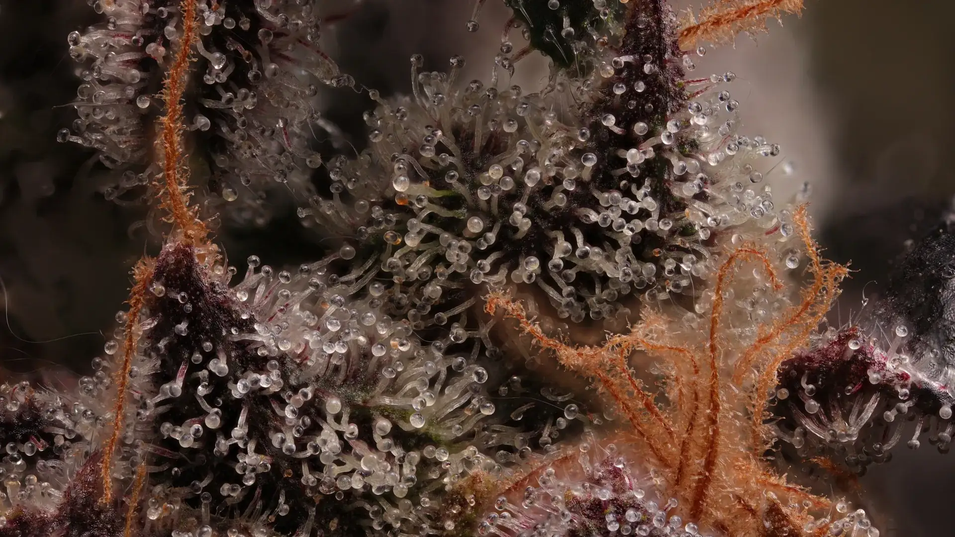 Cannabis trichomes macro closeup banner