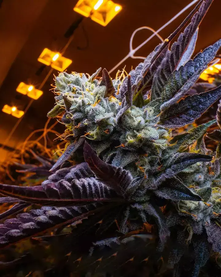 Jeeter Flower 6707d3772e341